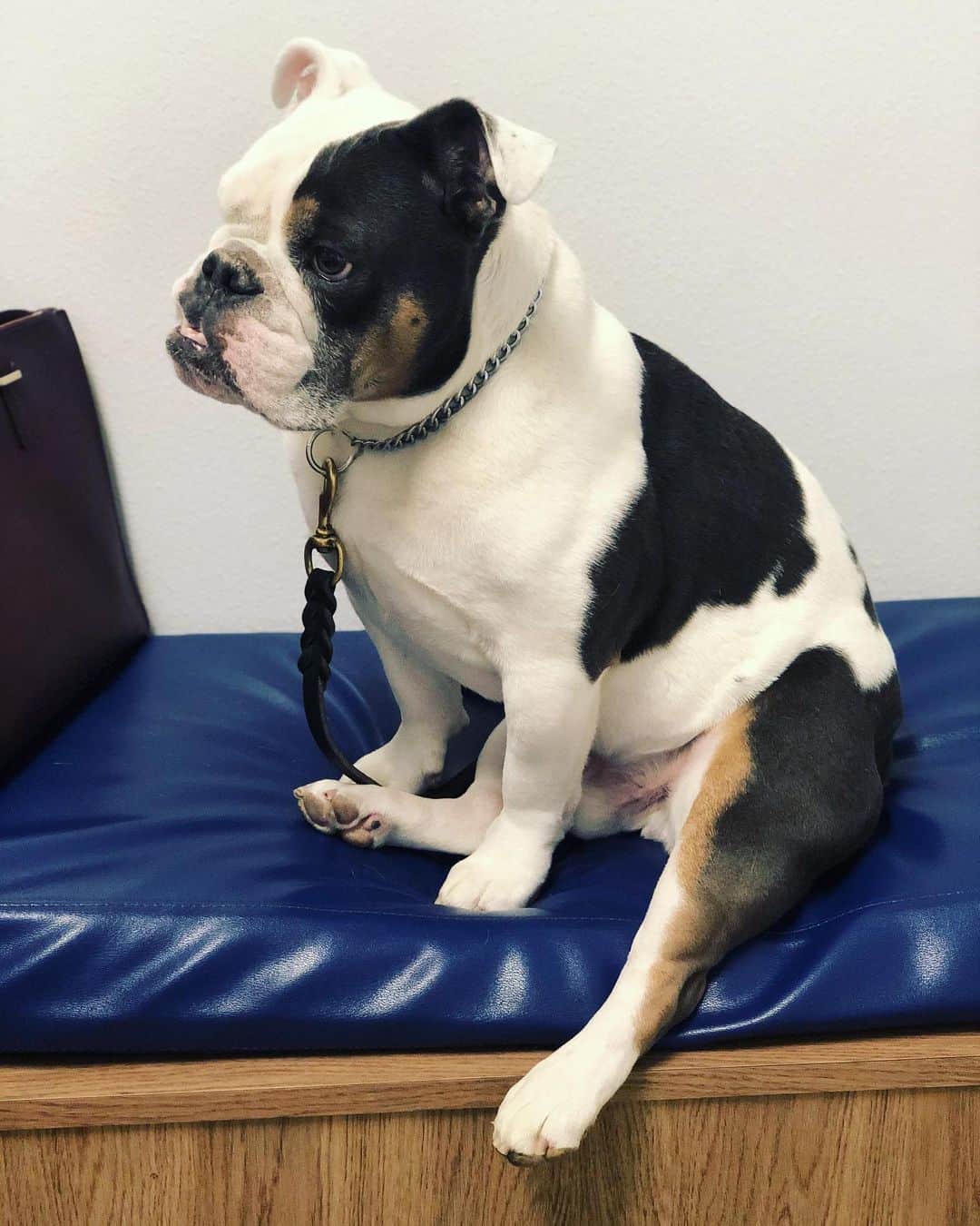 Bodhi & Butters & Bubbahのインスタグラム：「Butters has been having some health issues lately, nothing serious but I’m a super paranoid momma.  Praying for a clean bill of health when we get his tests back Monday 🙏🏼🙏🏼🙏🏼 . . . . . #bulldog #baby #medical #alert #servicedog #disabledandcute #mylove #my #life #health #is #number #one #dogsofinstagram #sunday」