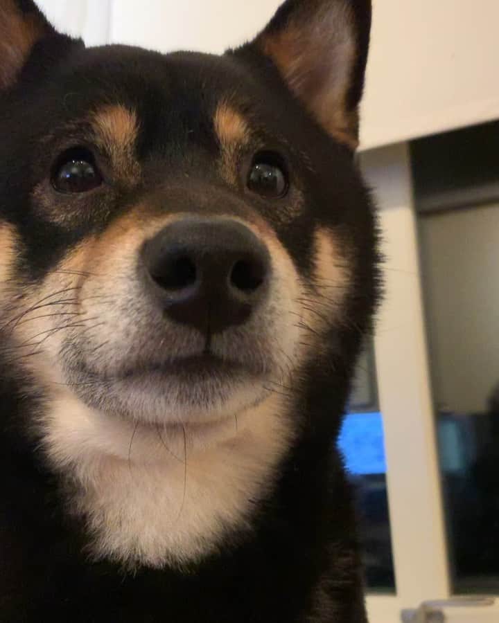 ?Fricko the Shiba Inu?のインスタグラム：「Look at this tiny double chins😂😍 🐾 🐾 🐾 #Keaton #🐶 #shiba #shibainu #dog #柴犬 #黒柴 #子犬 #shibalovers #shibaholics #dogoftheday #dogslife #weeklyfluff  #dogstagram  #dogscorner #shibapuppy #puppiesofinstagram」
