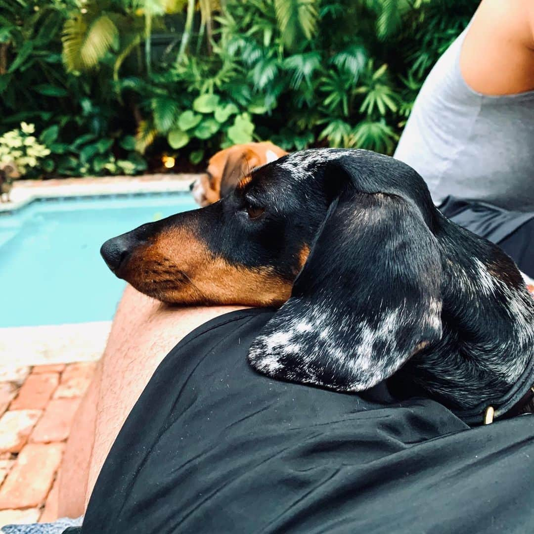 ルーク・エヴァンズさんのインスタグラム写真 - (ルーク・エヴァンズInstagram)「Happiness is a dog finding your thigh comfy. #happysunday #sundaymorning #dogsofinstagram 🐶」12月30日 2時02分 - thereallukeevans