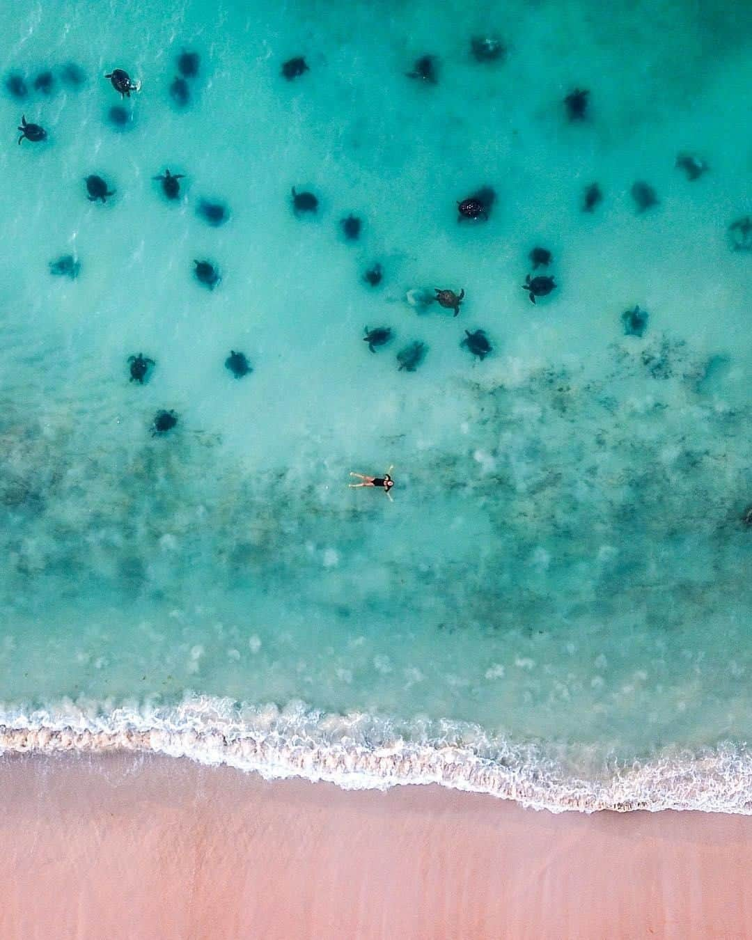 Australiaさんのインスタグラム写真 - (AustraliaInstagram)「⏳ We're counting down our favourite posts of 2019⏳  #Exmouth is the kind of place where turtle-filled dreams are made of 🐢 @makyandmatt had this unforgettable experience when visiting @australiascoralcoast in @westernaustralia late last year. The travelling duo decided to go for their usual sunset #beach walk at #JurabiCoastalReserve, one small track led them to this very spot where nobody else was around - just the two of them and HUNDREDS of turtles on the shore and in the water! 😱 TIP: A guided #turtle viewing experience at the @exploreparkswa #JurabiTurtleCentre is the best way to see these magnificent marine creatures on the white sand beaches of #NingalooReef, they operate during nesting season from December to March.  #seeaustralia #justanotherdayinwa #coralcoast #nature #wildlife」12月30日 3時00分 - australia