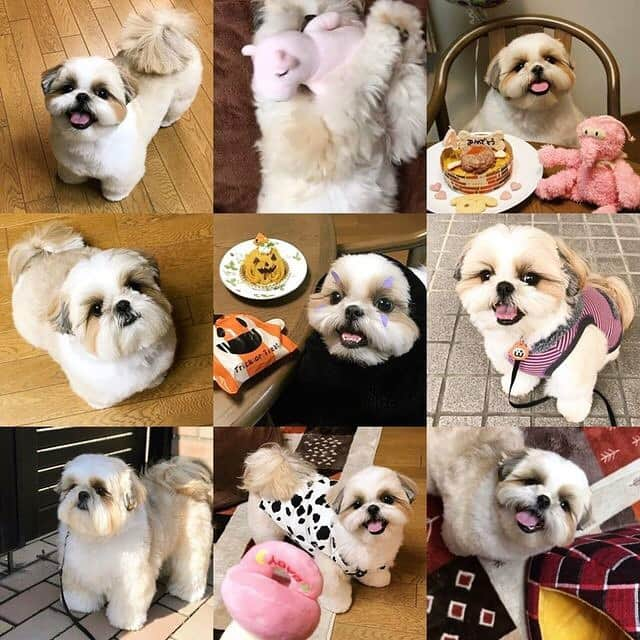 りんくさんのインスタグラム写真 - (りんくInstagram)「We made a lot of wonderful IG friends this year too! 🥰🐶💖 Thank you all for your friendship, love and sweet comments 😘 Hope everyone has a healthy and Happy New Year! 🎉 #goodbye2019 #bestnine2019 * * * * * 真顔でご挨拶😐🐶❤️ ・ 今年も大変お世話になりました😊 ﻿皆さんとのやさしい繋がりに感謝の気持ちでいっぱいです﻿🥰🐶💕 どうぞよいお年をお迎えください🎉」12月30日 3時12分 - link.jpn