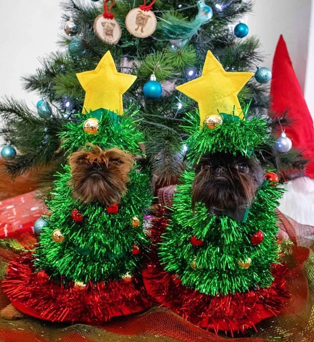 DogsOf Instagramさんのインスタグラム写真 - (DogsOf InstagramInstagram)「“On the twelfth day of Christmas my true love gave to me @squidthegriff”」12月30日 4時22分 - dogsofinstagram
