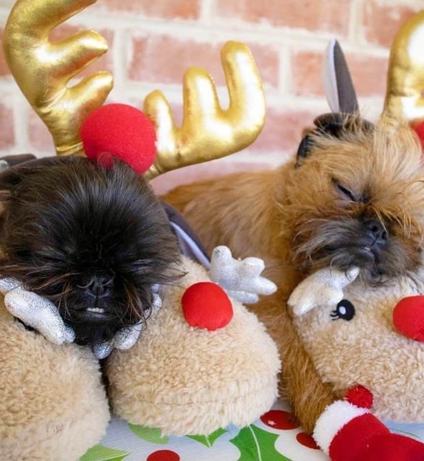 DogsOf Instagramさんのインスタグラム写真 - (DogsOf InstagramInstagram)「“On the twelfth day of Christmas my true love gave to me @squidthegriff”」12月30日 4時22分 - dogsofinstagram