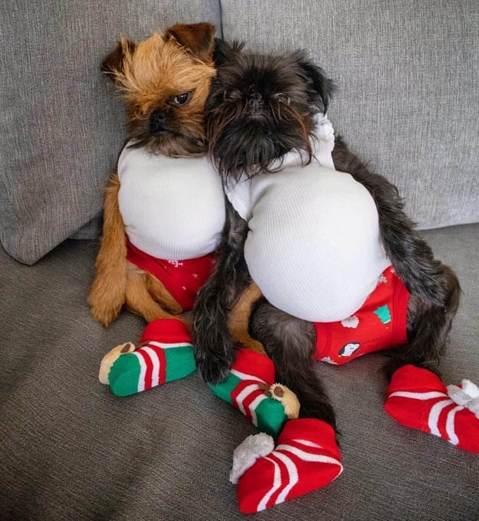 DogsOf Instagramのインスタグラム：「“On the twelfth day of Christmas my true love gave to me @squidthegriff”」