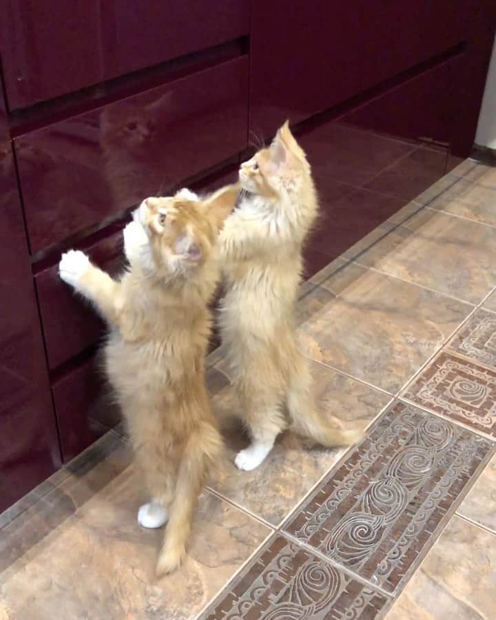 МейнКун MaineCoon Питомникのインスタグラム：「Mom, Mom, what’s for dinner 🍴😽😸🐯🐾」