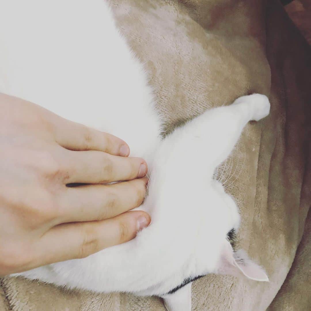 Siznaのインスタグラム：「#dura #cat #づら #猫 #sizna #雑種 #元地域猫 #ヅラ #ヅラ猫 #ヅラ猫部 #にゃんスタグラム #猫変態を増やそうの会 #2019年年末」