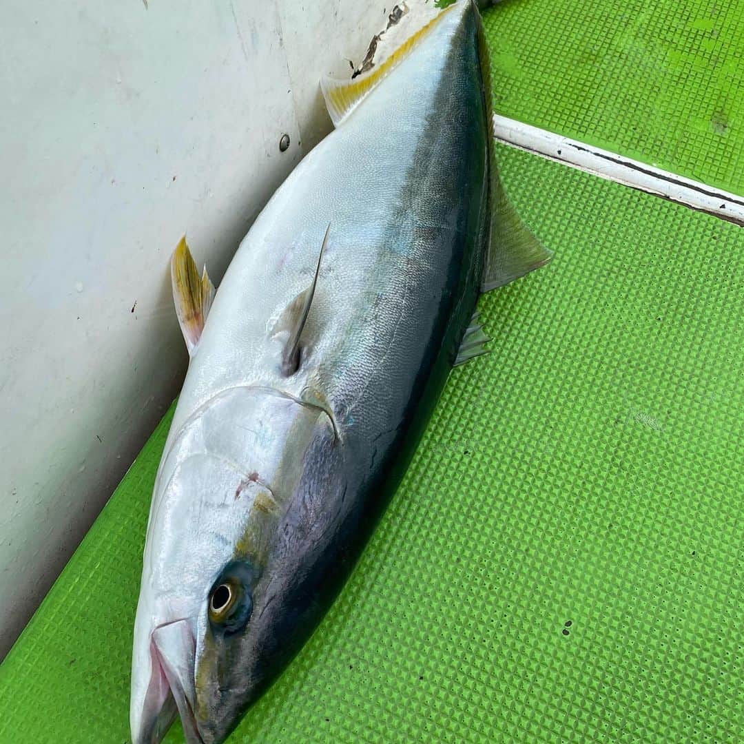 Isseki Nagaeさんのインスタグラム写真 - (Isseki NagaeInstagram)「fishing today🎣  #fishing #fishinglife #jigging #ワラサ #ブリ #タチウオ #ジギング #大漁  多分４キロくらいのワラサとメートル級タチウオ11匹。ワラサはあと、1匹バラした。ツバクロエイも釣りました。肩パンパン！ジギングはお任せください。w」12月30日 15時17分 - isseki_nagae