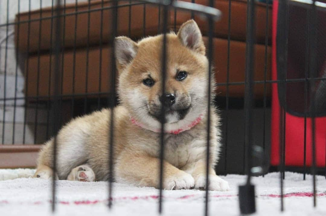 柴犬たま Shibainu Tamaさんのインスタグラム写真 - (柴犬たま Shibainu TamaInstagram)「* 世間的には慌ただしい年の瀬だけど おチビ達はまったり過ごしてます😊 * Caption trans🇬🇧 The new year is coming soon, how are you all going?  They are relaxing😊 * #たま家族 #ミケbaby #柴犬コイ #柴犬トロ #柴犬ウニ #おしゅし兄弟 #生後63日目 #あくび #寝顔 #すやすや #あご乗せ #仲良し兄弟 #ウインク #wink #ふわもこ #かなりまるい #たれみみ #柴犬 #shiba #shibainu #shibastagram #犬 #dog #柴犬赤ちゃん #shibababy #shibainubaby #baby #多頭飼い」12月30日 15時23分 - tama7653