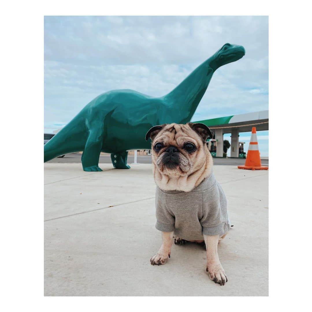 Melissa Santiagoのインスタグラム：「Road trip buddies #DailyPug #LeicaHarrietPancakes #Pug」