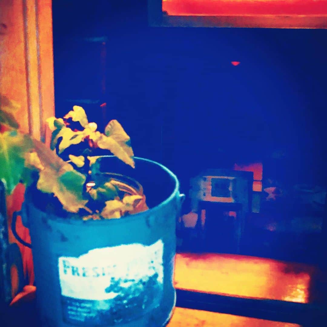 藤田朋子さんのインスタグラム写真 - (藤田朋子Instagram)「仕事納めの旦那さん お店のお酒をキレイに胃袋に入れて🍷 今年もお世話になりました 良いお年をお迎えください🍽  #異風 #ダイニング　 #イタリアン #溝口 #高津 #アコーディオン #小さなライブ #シェフは女性 #live #accordion #musician  #dinner #tetsuyakuwayama  #tetsuya_kuwayama  #takatsu #if #restaurant  #femme #ladyshef #femaleshefs #yummy」12月30日 7時15分 - chiendormant