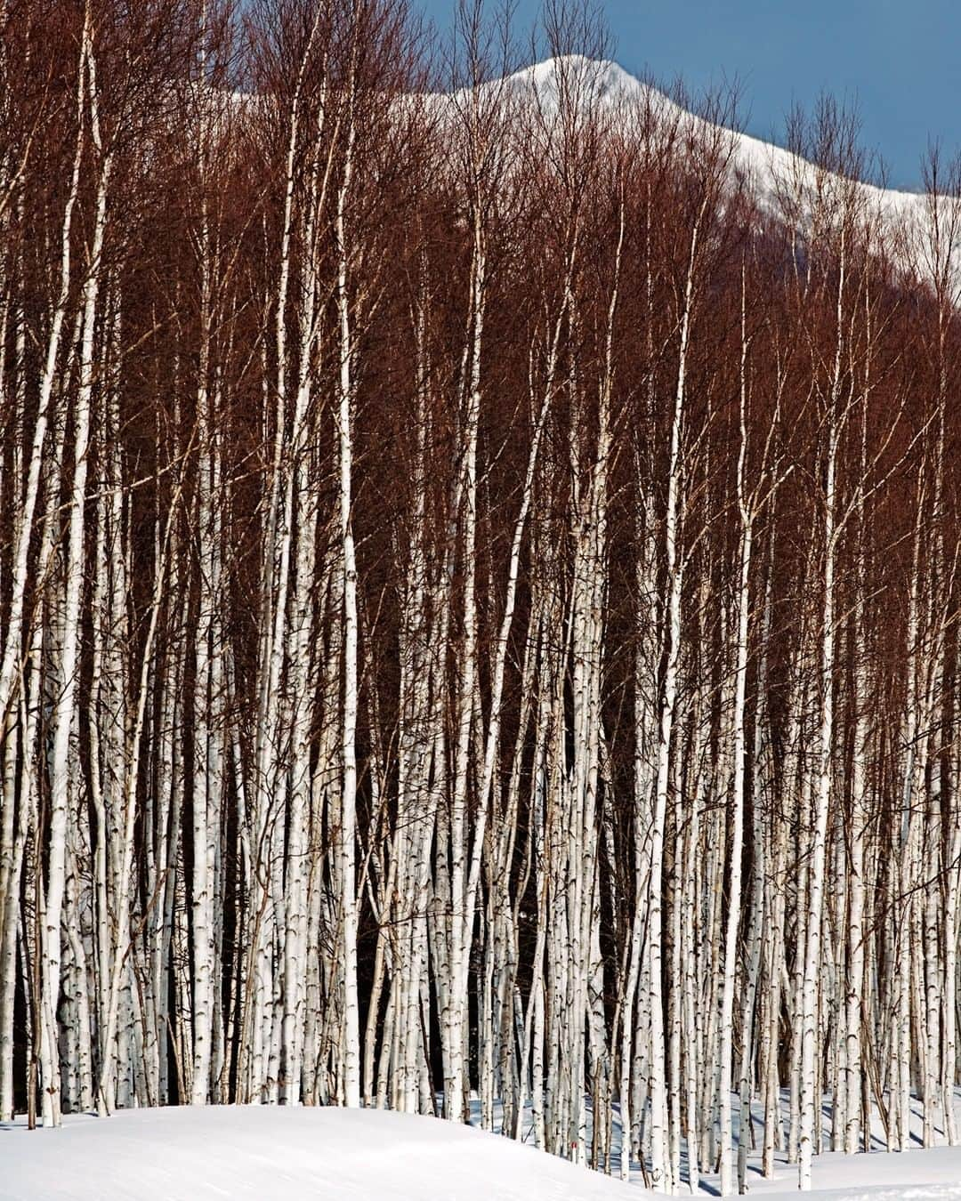 Michael Yamashitaさんのインスタグラム写真 - (Michael YamashitaInstagram)「White on white - the ubiquitous Japanese white birch, native to #Hokkaido, #Japan.  #wintertime #winterforest #whitesnow」12月30日 8時00分 - yamashitaphoto