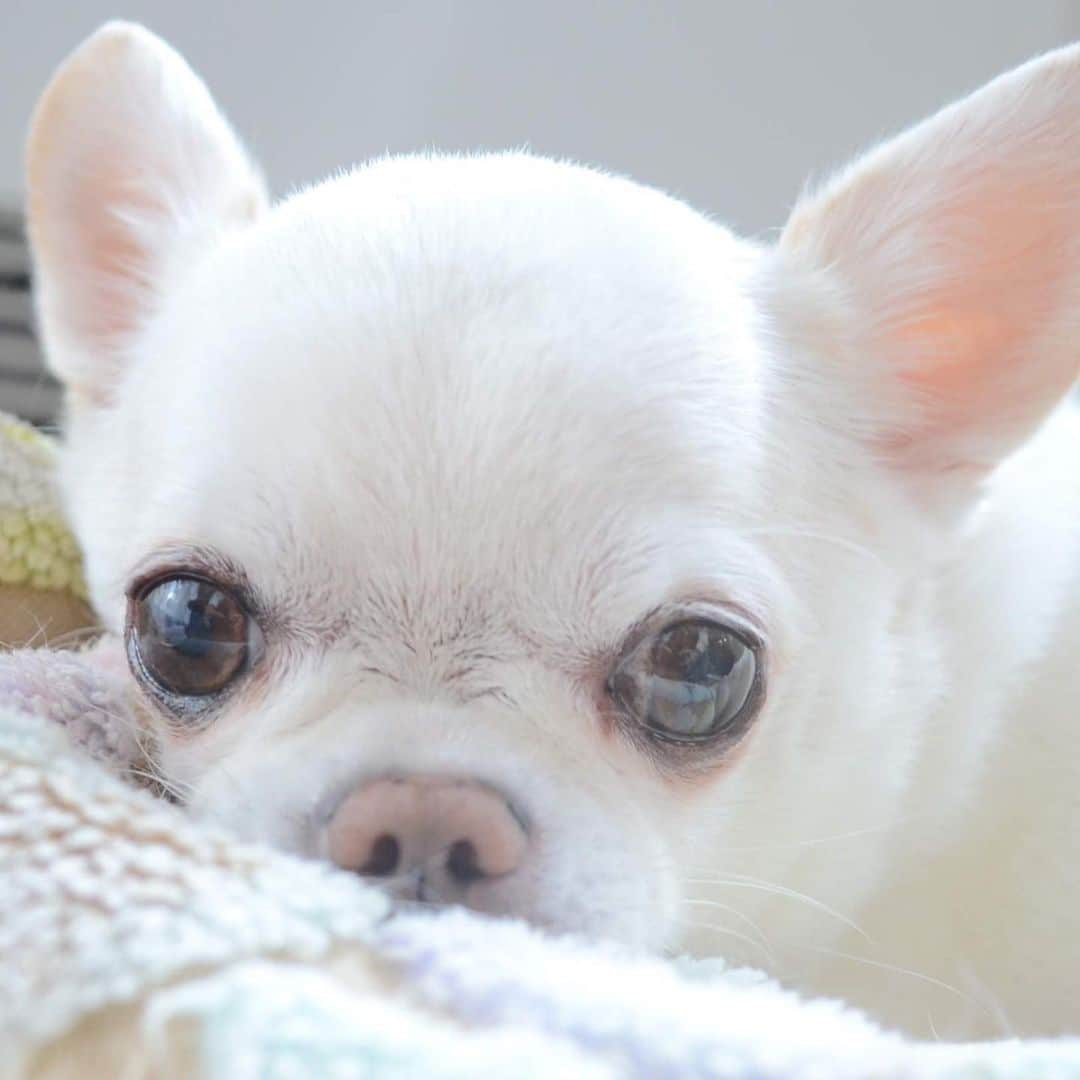KORIKIのインスタグラム：「おはようございます♪ * #🐽 #dogofsapporo #dog, #dogs, #dogstagram,#chihuahua,#犬バカ部,#チワワ,#koriki, #hanadog #白スムチ連合会, #スムチー,  #dogofthedayjp, #dogoftheday  #ilovemydog #instadog #instapet #WhiteChihuahua  #吉娃娃 #치와와  #dogsofinstagram #Chihuahualover  #ชิวาวา #チワワの輪 #barkbox #WhiteChihuahuaParty #もふもふモフモフ」