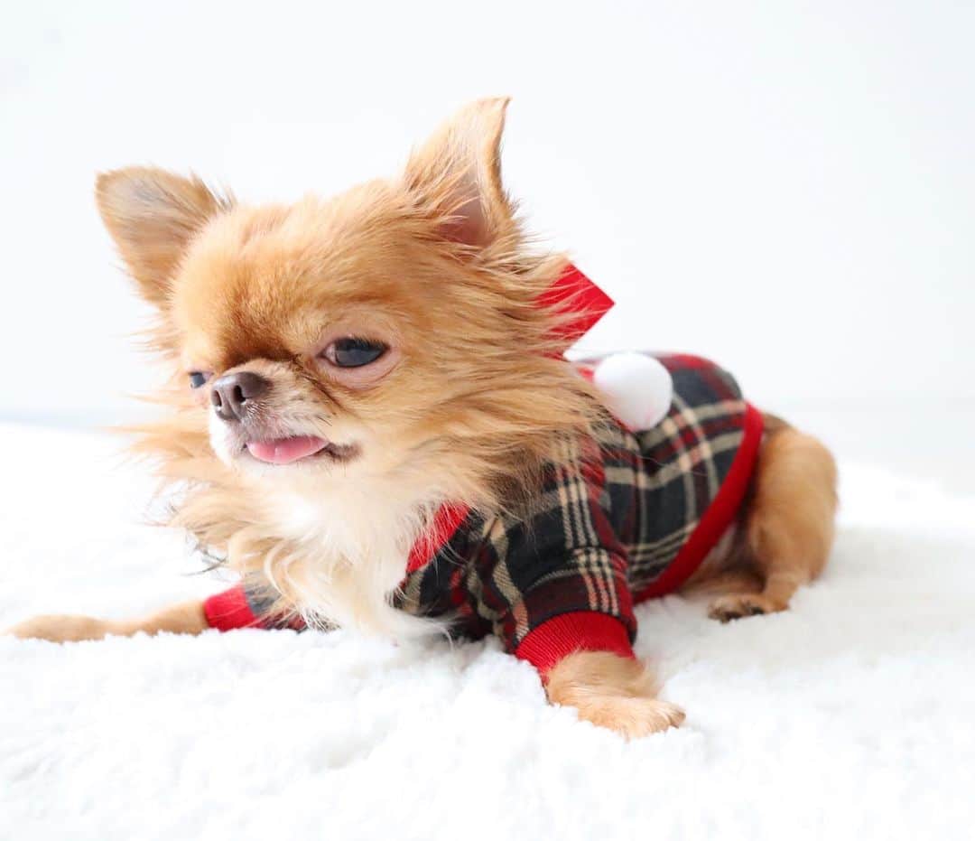 kayoのインスタグラム：「* * 今年もありがとうございました😊💗 * * kulio💗 * * #2019年もあと少し #chihuahua#chihuahualove#dogstgram#dog#instadog#チワワ#チワワ大好き * *」