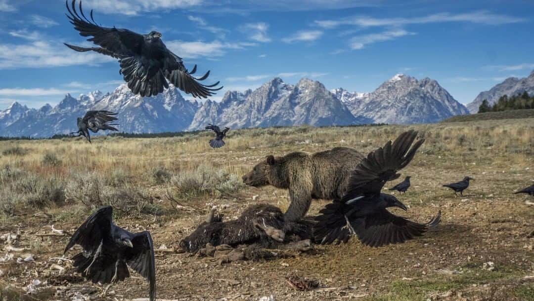 のインスタグラム：「Photo by Charlie Hamilton James @chamiltonjames | An adult male grizzly bear chases ravens from the carcass of a bison in Grand Teton National Park, Wyoming. The bear was feeding at what's referred to as the carcass dump, a closed area of the park where the carcasses of animals killed on the road by cars are placed, in order to remove them from creating dangerous situations between tourists and predators on the roadside. The image was taken using a remote camera, which triggered when any animal moved within the carcass dump. Restrictions for entering the area were obviously tight because it was frequented by bears, so I only visited once a week to change the cards and batteries in the camera, always accompanied by an armed ranger. Over the five months the camera was in place, it took around 250,000 photos of ravens and other birds. However, on this occasion the camera snapped almost exactly at the right time—I wish it had waited a split second for that flying raven to clear the peak of the Grand Teton mountain in the background.  In the last decade, Nat Geo photographers took 21,613,329 images in the quest to document the world and everything in it. This image was chosen as one of the 15 images that resonated most with us.」