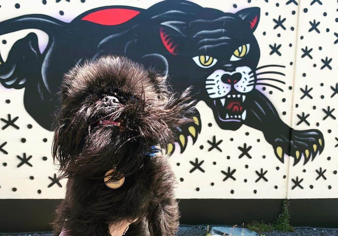 Digby & Aloのインスタグラム：「A normal person would just take a photo of the mural on its own. It should be no surprise to any of you that dog people aren’t normal 😂」