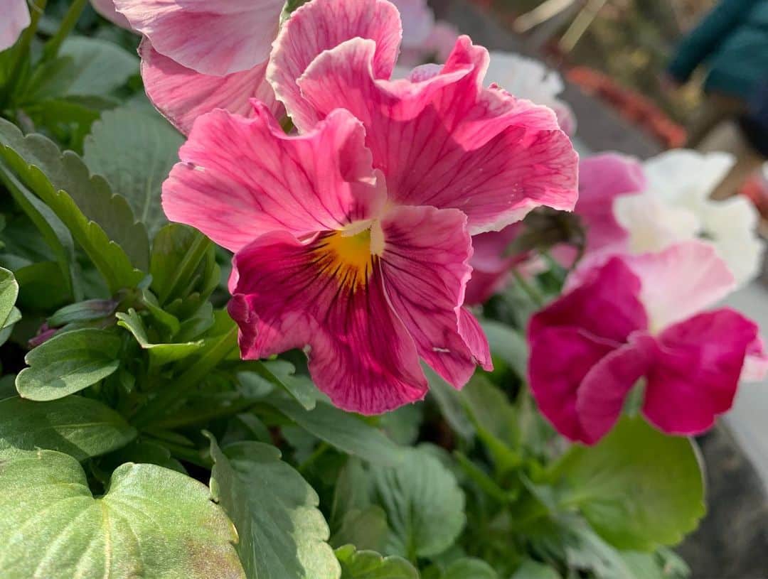 三島スカイウォーク／公式さんのインスタグラム写真 - (三島スカイウォーク／公式Instagram)「鉢植え🥀 . 南エリアのラグジュアリートイレ前、エスカレーター付近、北エリアのゲート付近に設置している鉢植えにパンジーとビオラを植えました🌷✨ . どれも紫のお花ですが色合いや模様が少しずつ違います💜 . 吊橋だけではなく、お花にも注目して見てみてくださいね🤗💐 #三島スカイウォーク #スカイウォーク #静岡 #箱根 #伊豆 #三島 #観光 #吊橋 #吊り橋 #日本一 #富士山  #空をあるこう森であそぼう #鉢植え #パンジー #ビオラ #色鮮やか #カラフル #mishimaskywalk #skywalk #japan #MountFuji #shizuoka #travel #trip #fun #instagood #nature #beautiful #followme」12月30日 9時05分 - mishima_skywalk