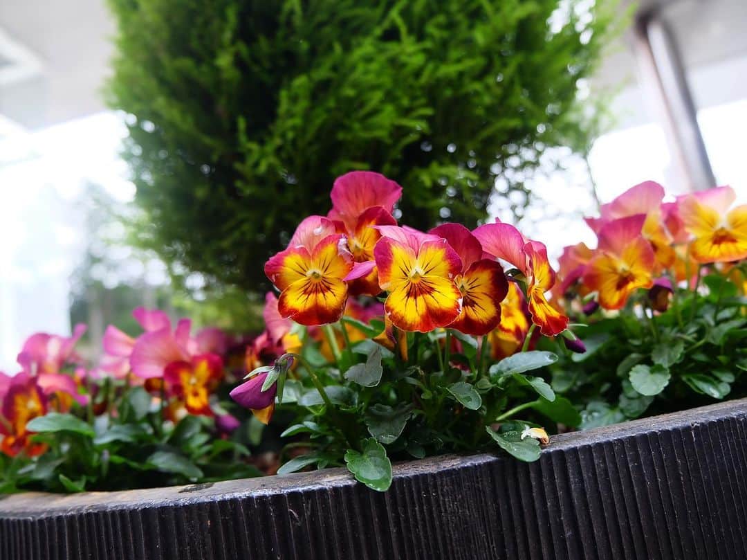 三島スカイウォーク／公式さんのインスタグラム写真 - (三島スカイウォーク／公式Instagram)「鉢植え🥀 . 南エリアのラグジュアリートイレ前、エスカレーター付近、北エリアのゲート付近に設置している鉢植えにパンジーとビオラを植えました🌷✨ . どれも紫のお花ですが色合いや模様が少しずつ違います💜 . 吊橋だけではなく、お花にも注目して見てみてくださいね🤗💐 #三島スカイウォーク #スカイウォーク #静岡 #箱根 #伊豆 #三島 #観光 #吊橋 #吊り橋 #日本一 #富士山  #空をあるこう森であそぼう #鉢植え #パンジー #ビオラ #色鮮やか #カラフル #mishimaskywalk #skywalk #japan #MountFuji #shizuoka #travel #trip #fun #instagood #nature #beautiful #followme」12月30日 9時05分 - mishima_skywalk