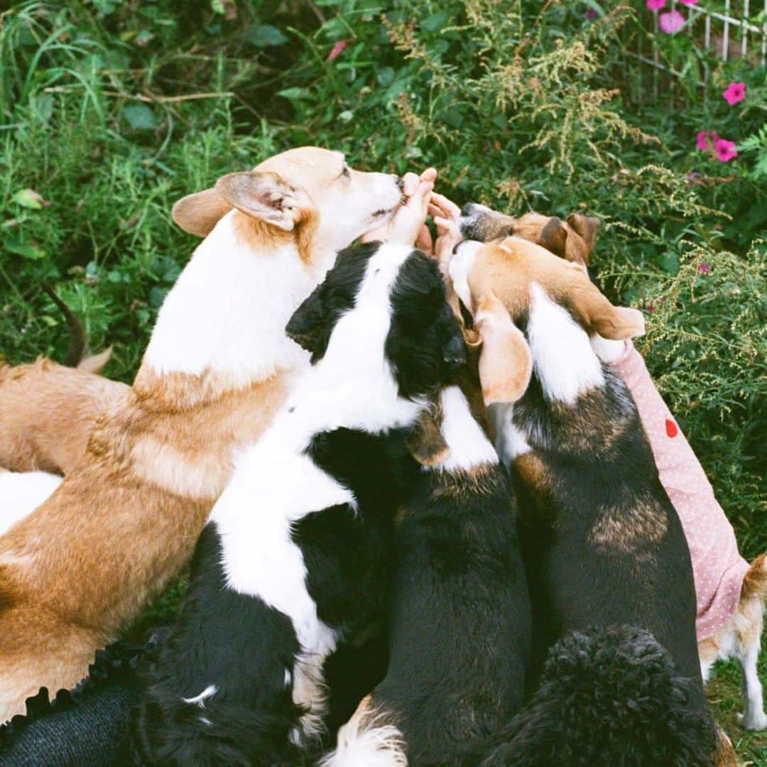 大辻隆弘さんのインスタグラム写真 - (大辻隆弘Instagram)「犬界でも人間界でも人気者 #僕の綺羅星 #カネコアヤノ装苑連載」12月30日 9時47分 - photsuji