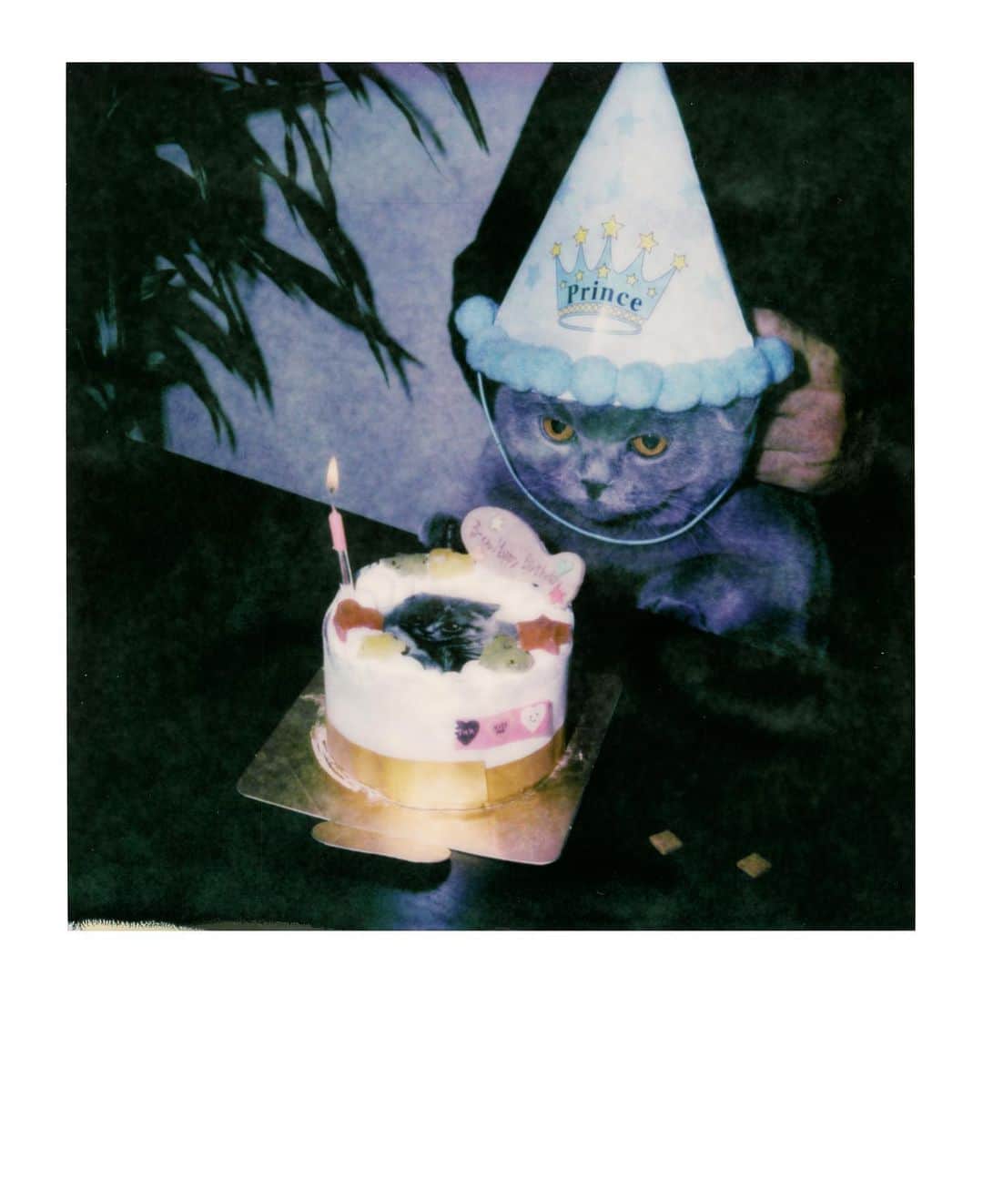 Hikaru Nakamuraさんのインスタグラム写真 - (Hikaru NakamuraInstagram)「ルーク1歳のお誕生日🎂🎉 ケーキに小さい時のルークをプリントして猫が食べれるケーキでお祝い🧁  ルークが来てから家の中が毎日ハッピーで、僕以外猫嫌いの家族を猫好きに変えてくれた😏  すっかり家族の一員。  長生きしてね🤞  #お誕生日#猫#ブリティッシュショートヘア#polaroid#sx70#ポラロイド#britishshorthair#cat」12月30日 11時32分 - hikarunosuke