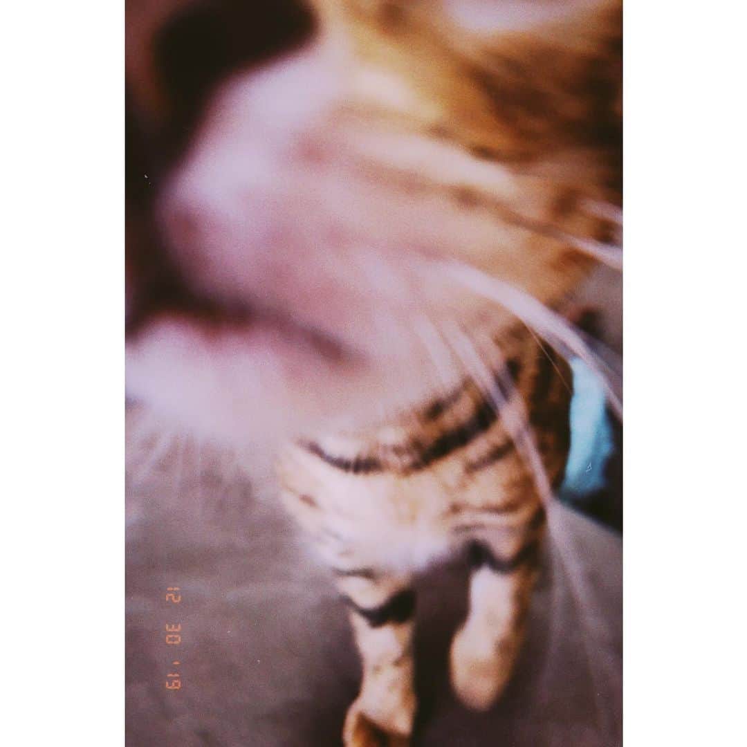 押田瑞穂さんのインスタグラム写真 - (押田瑞穂Instagram)「ただいま富山。 実家に帰ってさっそく猫と戯れております😽急に近づいてくる。かわいいのー❤️ #年末年始#実家#富山#猫#ベンガル#猫スタグラム」12月30日 11時35分 - mizuho_oshida