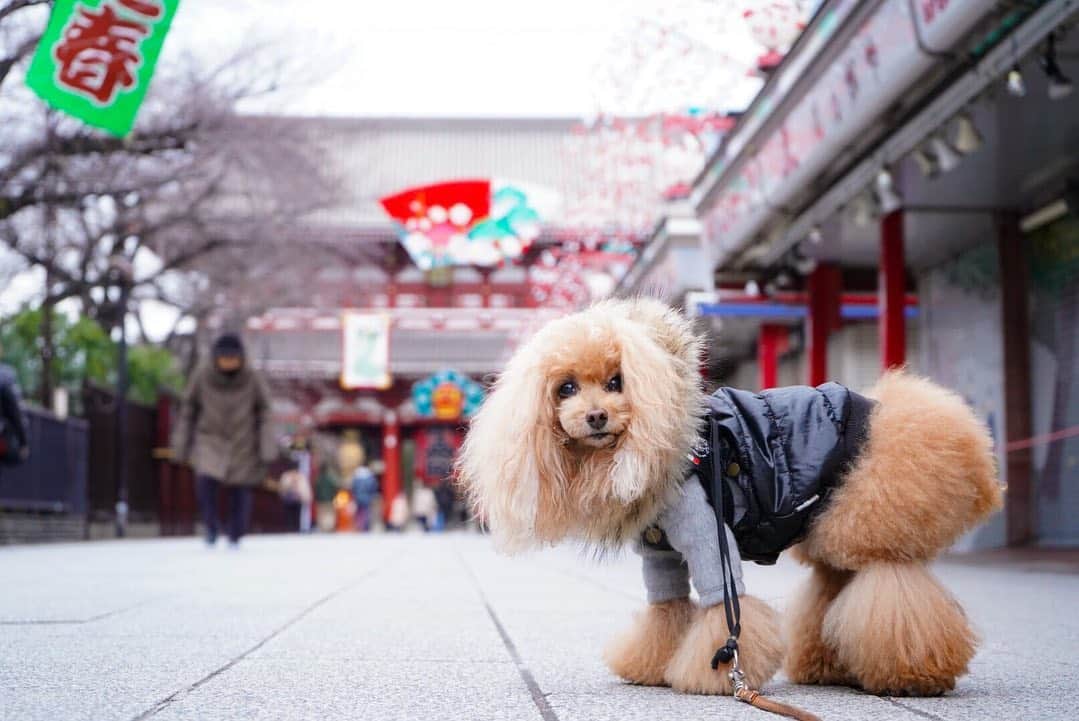 Toypoodle Mikuru?Asakusa Tokyoのインスタグラム：「20191230 Monday. 浅草寺はお正月🎍モード 初詣のモニターが用意されていたりと明日からのカウントダウンに向けて準備万端な様子です😊  そんな中、今朝は 引越ししちゃった  浅草のパパ @opuchan1124 ママ @hidekun03 が、ヒデちゃん連れて あさんぽに来てました✨ みきゅるん 久々の浅草パパに抱っこしてもらいご機嫌😆 みきゅるんよかったね💓💓💓 . #浅草寺 #お正月 ❸は #意味のないパラパラ動画  #toypoodle#poodle#poodle_playoffs#みくるん#トイプードル#プードル#タイニープードル#ふわもこ部#犬バカ部#ワンコなしでは生きて行けません会#貴婦狗 #東京トイプードル #朝ワンコ夕ニャンコ#asknowasdewan#poodlesofinstagram#dogsofinstagram#instadog#east_dog_japan#inutokyo#cutedog#purapurafamily @i.am.mikuru #토이푸들」