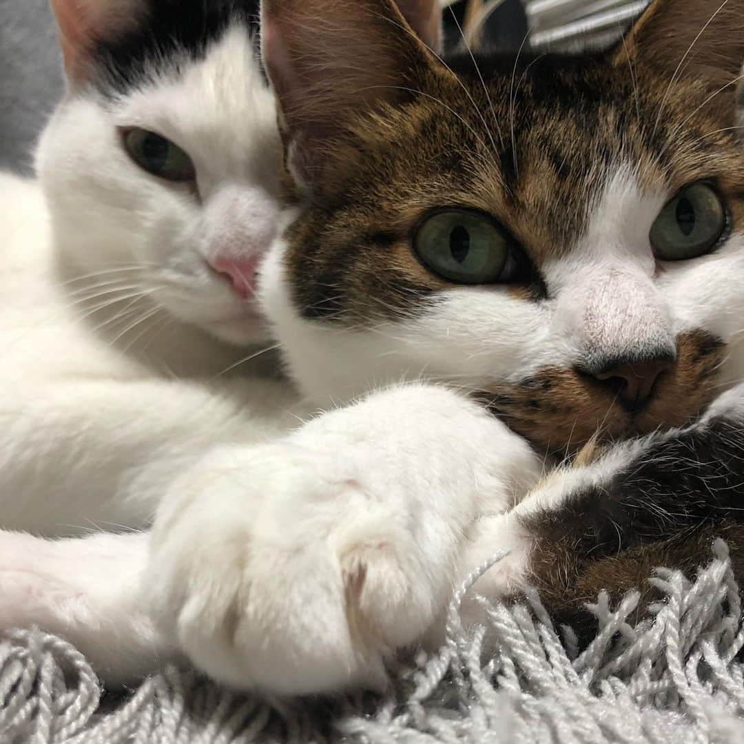 ghemtexさんのインスタグラム写真 - (ghemtexInstagram)「#猫 #ニ猫 #仲良し #2019総括 #cat #twocats」12月30日 11時49分 - ghemtex