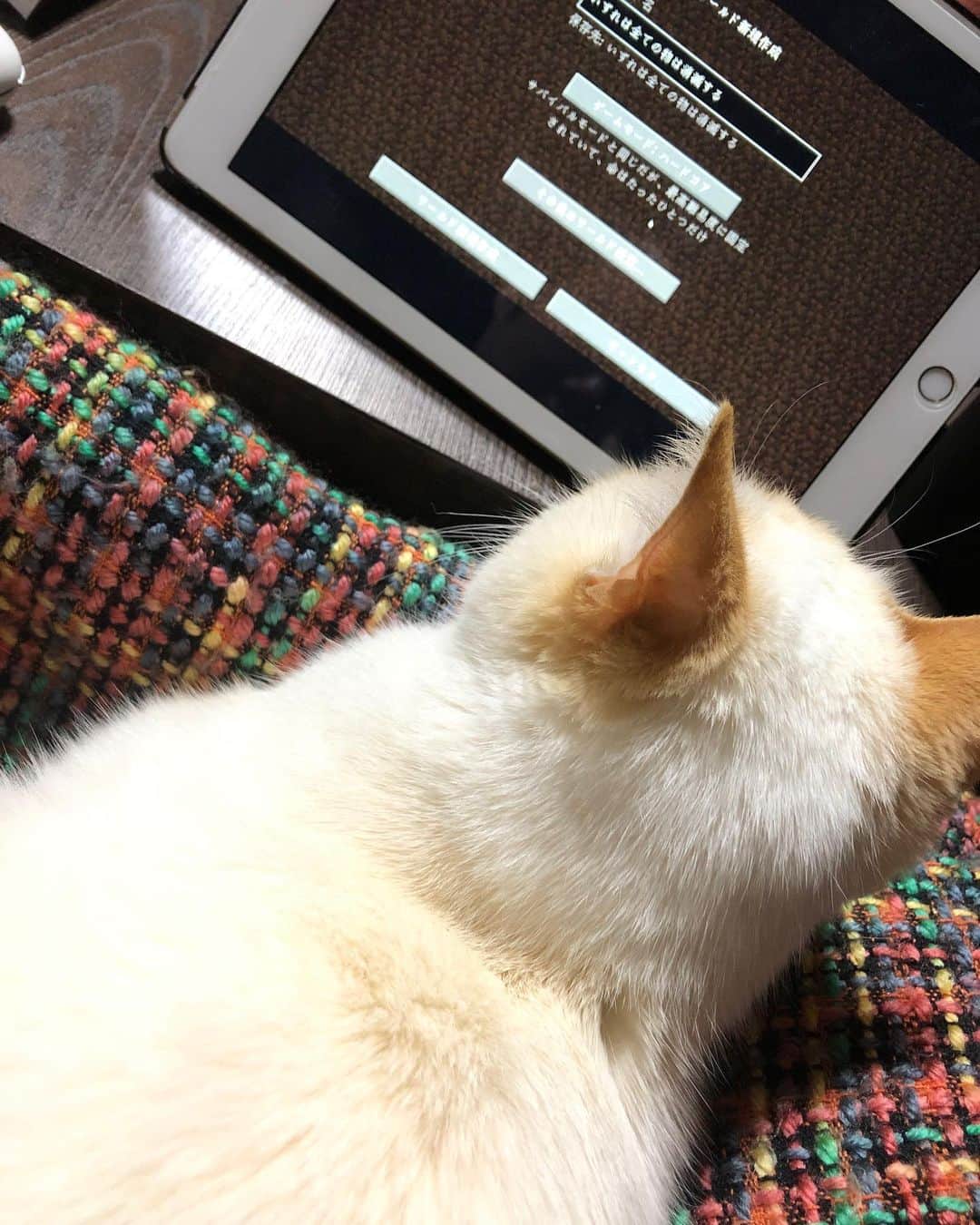 山田淳のインスタグラム：「みるくと一緒によしなま大先生の動画観てた🙆‍♀️」