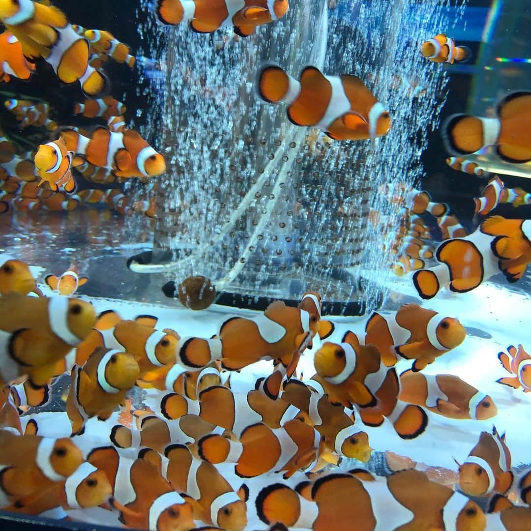 谷中唯彩さんのインスタグラム写真 - (谷中唯彩Instagram)「ニモがたくさん🐟  #ニモ #水族館 #魚」12月30日 13時30分 - yuisa_erg