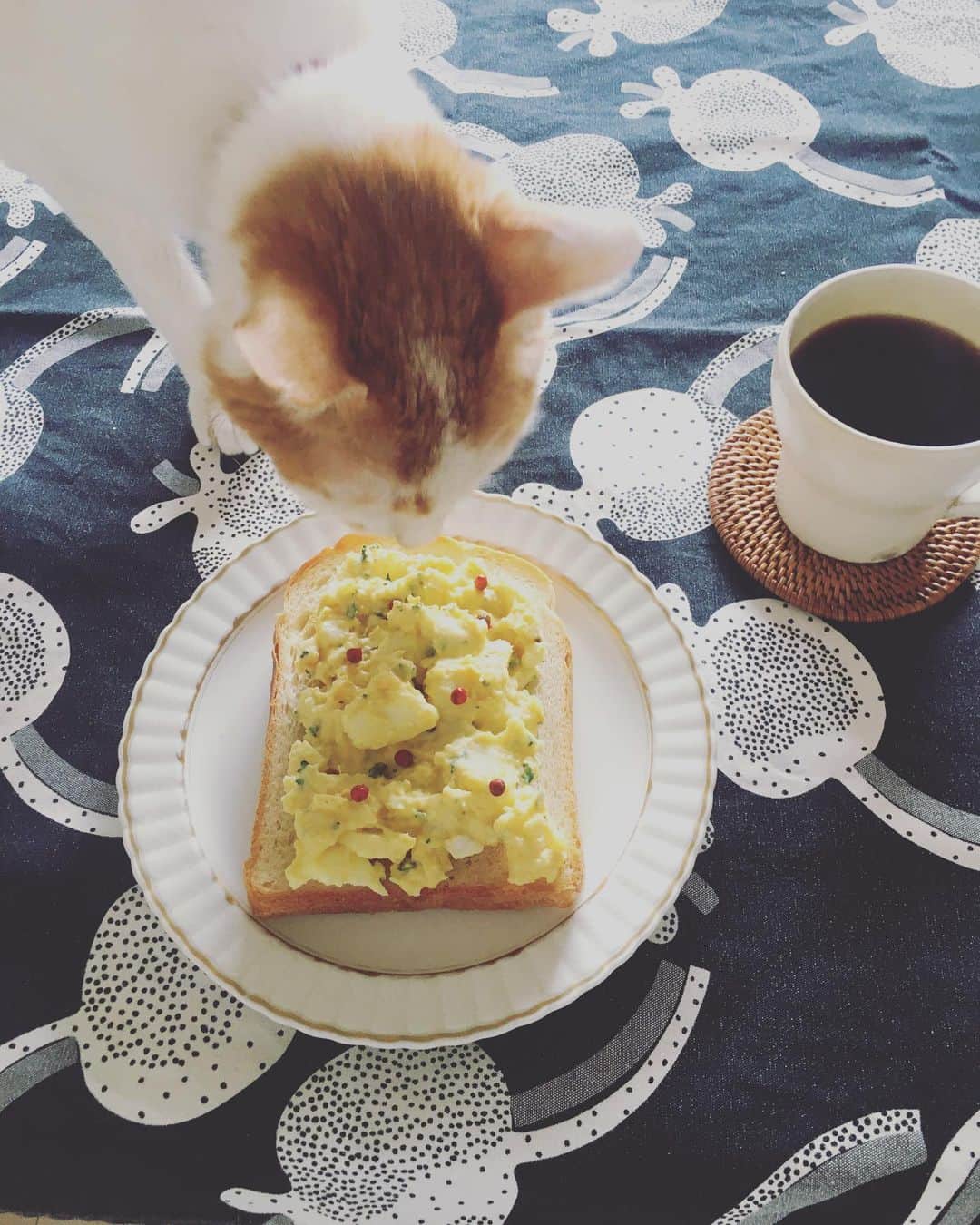 のインスタグラム：「わぁ、美味しそう♡ぺろぺろ…って振り返ってたらちょっと舐めてた😅  イオちゃんわかる。たしかに真城姐作、卵ポテトサラダはとってもおいしい。でもあなたは食べちゃダメよん。  ほんのりカレー風味の優しい美味しさは、姐貴の人柄そのものだな。お料理って面白いよね。作り手の断片が最高の調味料だから。  #真城飯　#猫沢イオ　#姉ちゃんごはん」