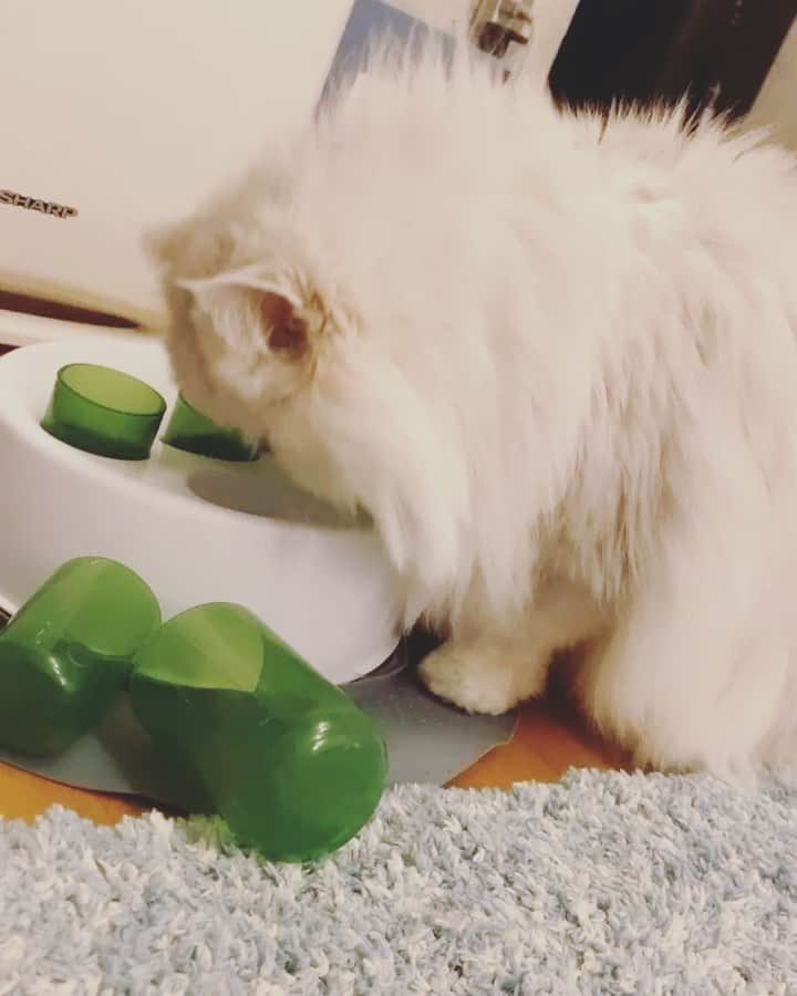 BeBeのインスタグラム：「new toy😆新しいおもちゃ💕　1分で飽きられました😭😂　#cat #kitty #meow #instamovie #catvideo #persiancat #eyes #adorable #bebe #bebechannel #kittycat #猫　#ねこ #kawaii #catsofinstagram #kittensofinstagram #petsofinstagram #hubcats  #CATLIFE #catit」