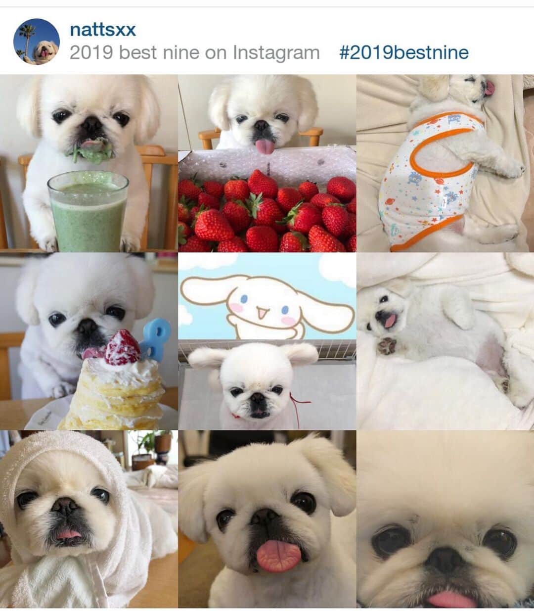 こなつのインスタグラム：「2019 こなつ's Best９❣️ 🐶🐶🐶🐶🐶🐶🐶🐶🐶 Thank you for a lot of comment and the like👍✨ みなさま今年もありがとうにーずです❤️❤️❤️」