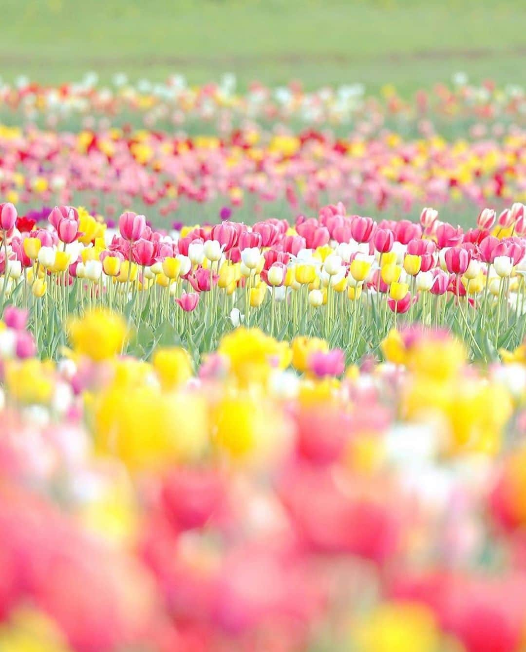 はなまっぷ❁日本の花風景さんのインスタグラム写真 - (はなまっぷ❁日本の花風景Instagram)「🌸🍺はなまっぷの忘年会2019🍺🌸 * @kuma_emi さんの  2019年のお花に花まるを💮 * 今年一年素敵なお花をたくさん ありがとうございました😊🌸💮 * 全て北海道 1… 2中島公園 3上野ファーム 4滝野すずらん丘陵公園 5… * 🌼•••🌹•••💠•••🌷•••🌸•••🌺 * 💮みなさんの2019年のお花に花まるを💮 * 今年撮影されたお気に入りのベスト5 （5枚以内なら何枚でもok） を複数枚一括投稿で、 #はなまっぷ忘年会2019 に投稿お願いします😊 * みなさんのご参加お待ちしております🍺 * #はなまっぷ * 🌼•••🌹•••💠•••🌷•••🌸•••🌺 * #日本#花#花畑#花のある風景」12月30日 23時41分 - hanamap