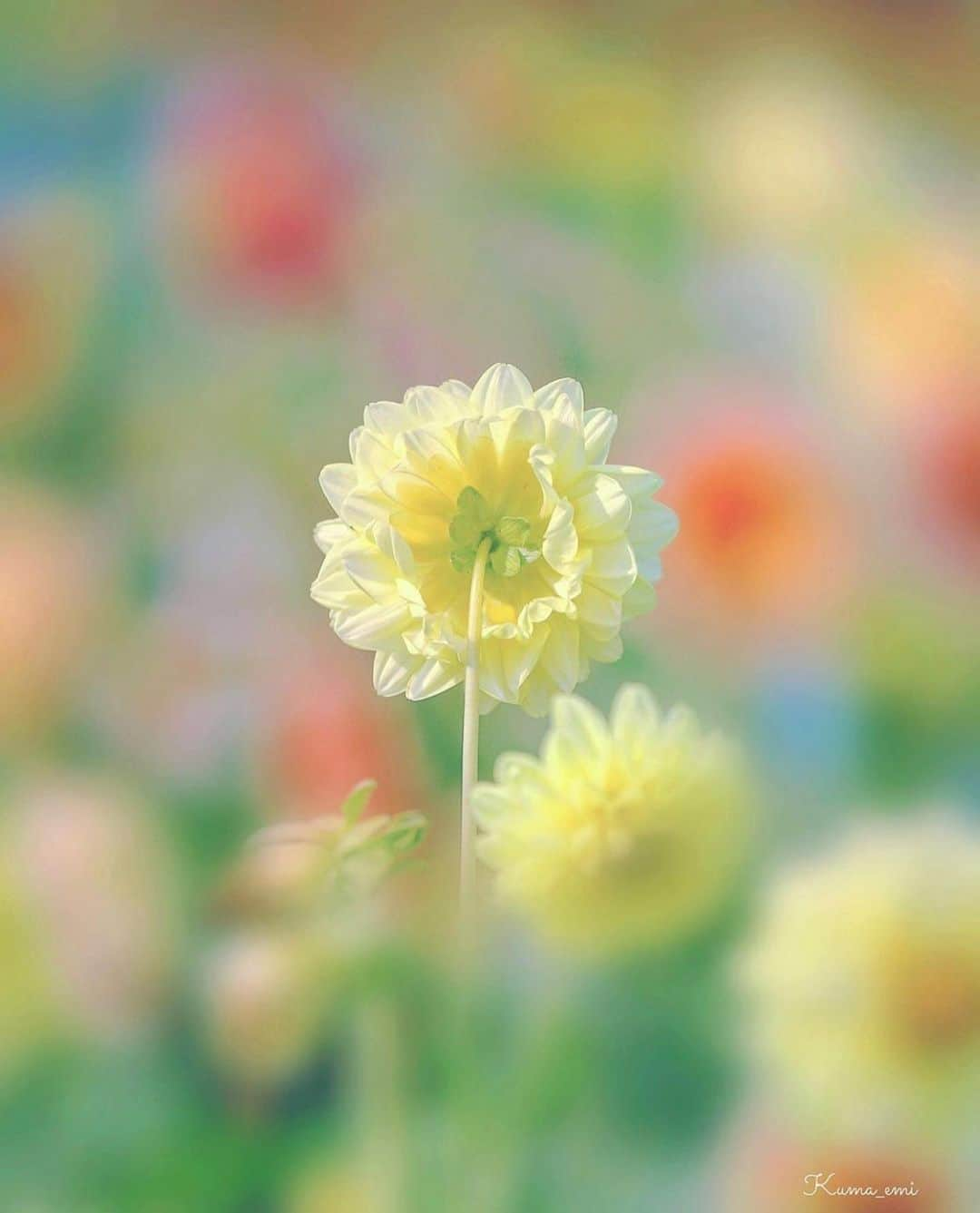 はなまっぷ❁日本の花風景さんのインスタグラム写真 - (はなまっぷ❁日本の花風景Instagram)「🌸🍺はなまっぷの忘年会2019🍺🌸 * @kuma_emi さんの  2019年のお花に花まるを💮 * 今年一年素敵なお花をたくさん ありがとうございました😊🌸💮 * 全て北海道 1… 2中島公園 3上野ファーム 4滝野すずらん丘陵公園 5… * 🌼•••🌹•••💠•••🌷•••🌸•••🌺 * 💮みなさんの2019年のお花に花まるを💮 * 今年撮影されたお気に入りのベスト5 （5枚以内なら何枚でもok） を複数枚一括投稿で、 #はなまっぷ忘年会2019 に投稿お願いします😊 * みなさんのご参加お待ちしております🍺 * #はなまっぷ * 🌼•••🌹•••💠•••🌷•••🌸•••🌺 * #日本#花#花畑#花のある風景」12月30日 23時41分 - hanamap