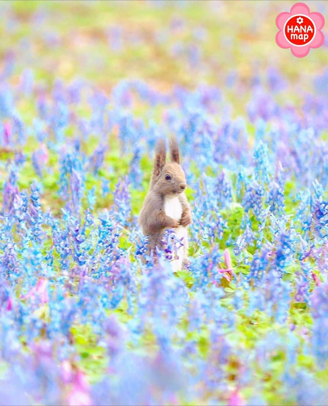 はなまっぷ❁日本の花風景さんのインスタグラム写真 - (はなまっぷ❁日本の花風景Instagram)「🌸🍺はなまっぷの忘年会2019🍺🌸 * @kuma_emi さんの  2019年のお花に花まるを💮 * 今年一年素敵なお花をたくさん ありがとうございました😊🌸💮 * 全て北海道 1… 2中島公園 3上野ファーム 4滝野すずらん丘陵公園 5… * 🌼•••🌹•••💠•••🌷•••🌸•••🌺 * 💮みなさんの2019年のお花に花まるを💮 * 今年撮影されたお気に入りのベスト5 （5枚以内なら何枚でもok） を複数枚一括投稿で、 #はなまっぷ忘年会2019 に投稿お願いします😊 * みなさんのご参加お待ちしております🍺 * #はなまっぷ * 🌼•••🌹•••💠•••🌷•••🌸•••🌺 * #日本#花#花畑#花のある風景」12月30日 23時41分 - hanamap