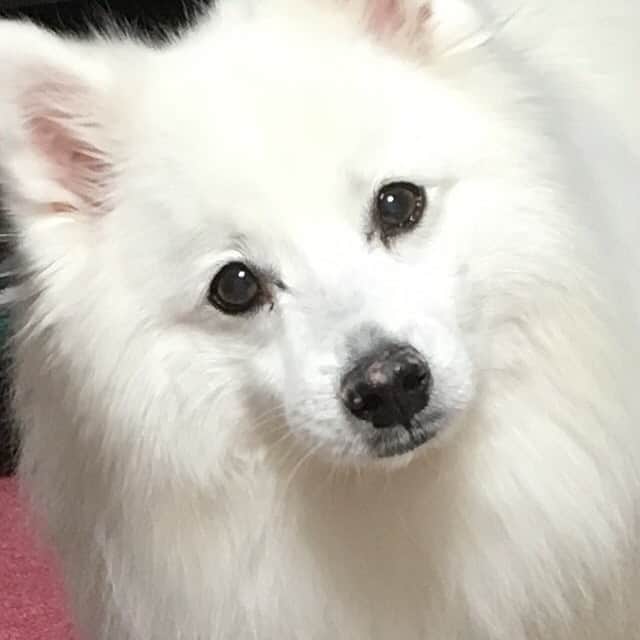 小泉エリのインスタグラム：「‪今年は大好きな愛犬ジッピーが天国へ旅立ちました。‬ ‪すごく元気にしていたのですが、亡くなる一週間前に急に食欲がなくなり、最後に｢ワン！｣と泣いて旅立ちました。楽しい時もしんどい時も帰りが遅い時もいつもそばにいてくれました。‬ ‪ジッピー、大好き、ありがとう❤‬ ‪またいつか、一緒に遊ぼうね💕‬」