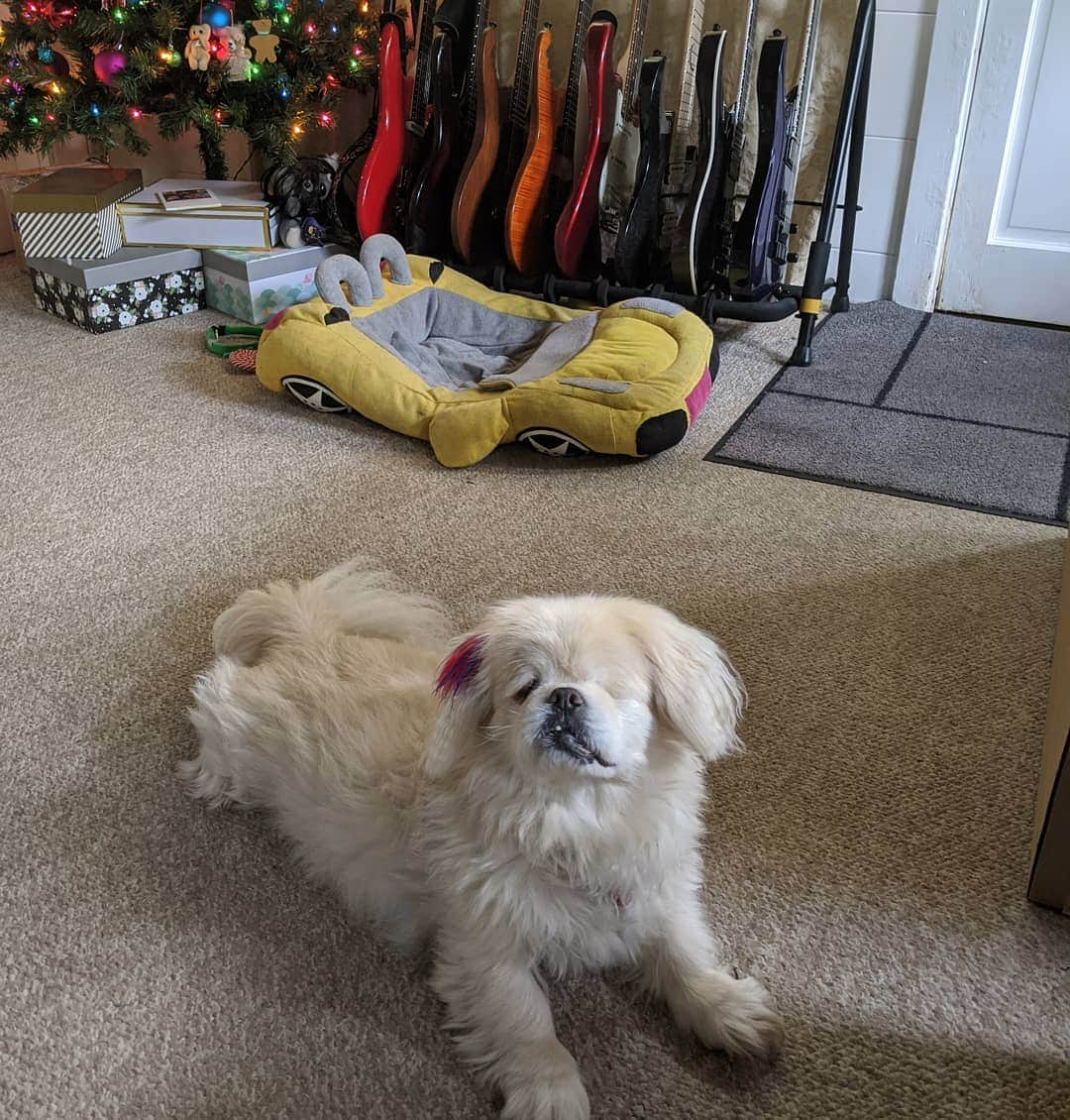 ハーマン・リさんのインスタグラム写真 - (ハーマン・リInstagram)「Sinbad guarding the guitars and presents. Which guitar did you want for Xmas? #hermanli #guitar #guitarcollection #dogsofinstagram #rescuedog #guitars #vintageguitar #ibanezguitars #blinddogsofinstagram」12月31日 0時43分 - hermanli