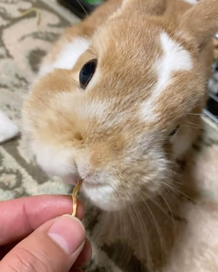 BUNNY?TUNA? のインスタグラム：「着いた〜😵 家から7時間の長い道のり🚶‍♂️🚃🚅🚃🚖💦 ツナは相変わらず疲れも見せず、いい子ちゃんでした😊 毎年行ってるけど本当助かる🙇🏻‍♂️💦 . #長い道のり #ネザーランドドワーフ#ツナ#TUNA#うさぎ#ふわもこ部#うさぎ部#うさぎのしっぽ#ペット#netherlanddwarf#bunnystagram#rabbit#lapin#cutebunny#bunnylove#bunnies#pet#petgram#rabbitstagram#japan#kawaii#weeklyfluff#cutepetclub#instapets#instabunnies#animallovers」