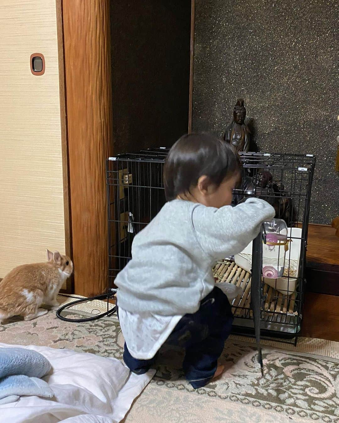 BUNNY?TUNA? さんのインスタグラム写真 - (BUNNY?TUNA? Instagram)「着いた〜😵 家から7時間の長い道のり🚶‍♂️🚃🚅🚃🚖💦 ツナは相変わらず疲れも見せず、いい子ちゃんでした😊 毎年行ってるけど本当助かる🙇🏻‍♂️💦 . #長い道のり #ネザーランドドワーフ#ツナ#TUNA#うさぎ#ふわもこ部#うさぎ部#うさぎのしっぽ#ペット#netherlanddwarf#bunnystagram#rabbit#lapin#cutebunny#bunnylove#bunnies#pet#petgram#rabbitstagram#japan#kawaii#weeklyfluff#cutepetclub#instapets#instabunnies#animallovers」12月31日 0時50分 - bunny_tuna