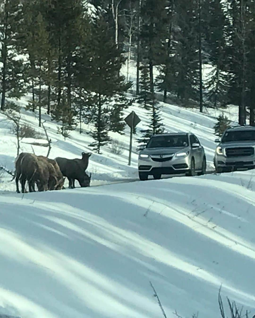 石黒エレナさんのインスタグラム写真 - (石黒エレナInstagram)「. . #Canada #alberta #johnsoncanyon #wildanimals」12月31日 0時55分 - 08elena05