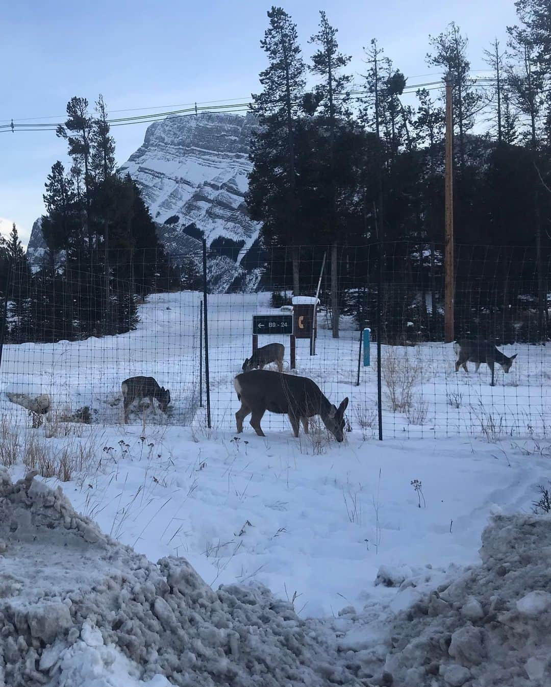 石黒エレナさんのインスタグラム写真 - (石黒エレナInstagram)「. . #Canada #alberta #johnsoncanyon #wildanimals」12月31日 0時55分 - 08elena05