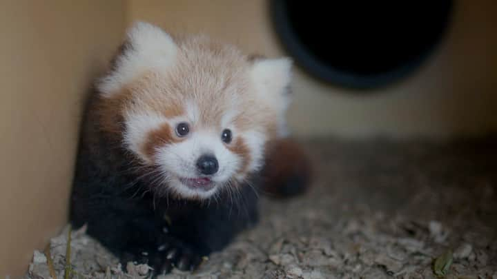 スミソニアン国立動物園のインスタグラム