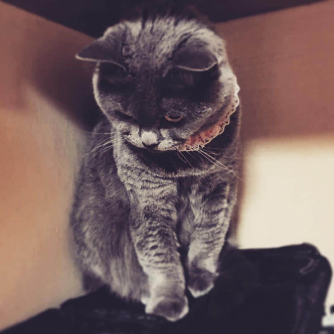 チキン南蛮カレーのルウ王子のグルメインスタ