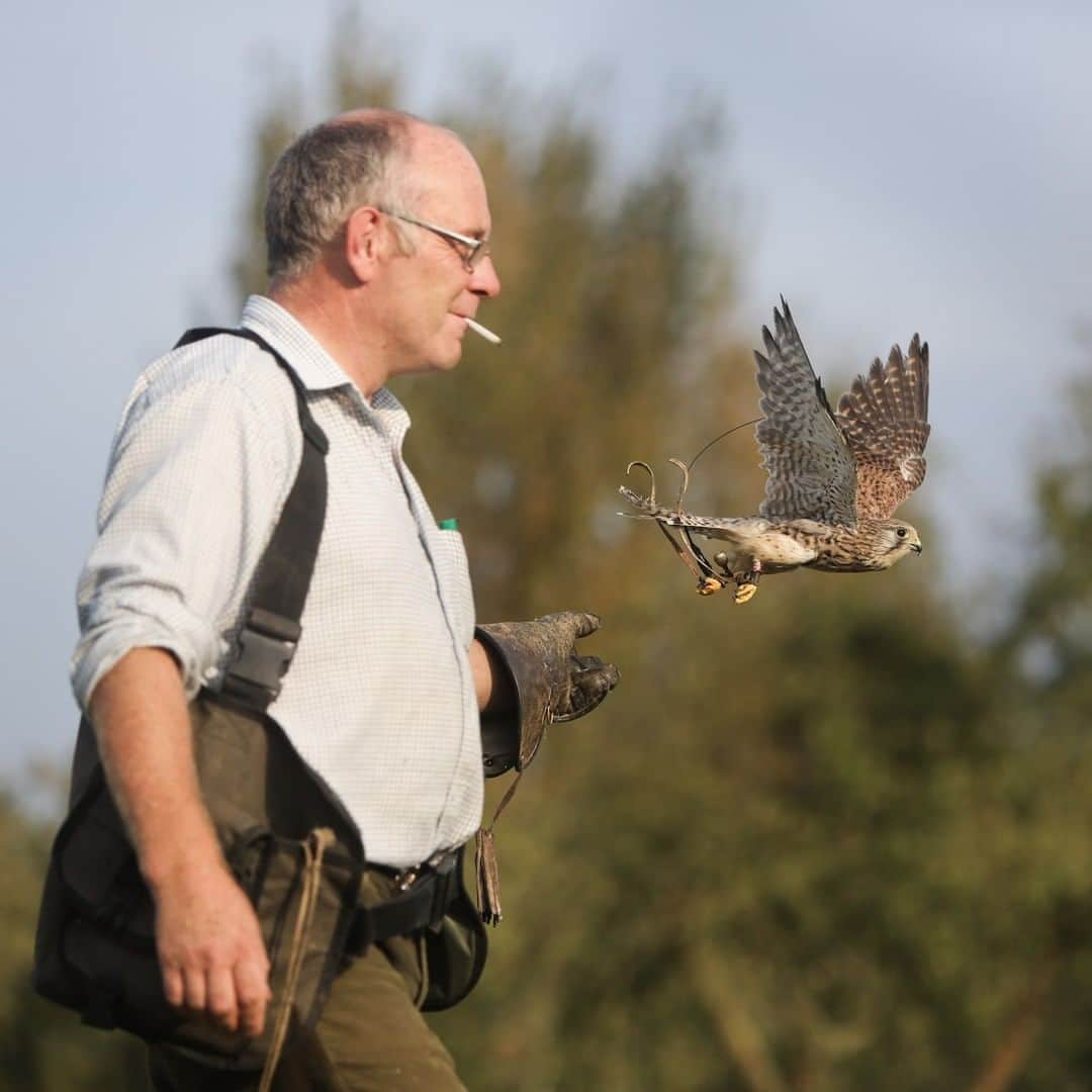 のインスタグラム：「Photo by Daniella Zalcman @dzalcman | Gary Baxter releases Bella, a kestrel, on his farm in Cambridgeshire, England. Gary raises a host of birds of prey from Harris's hawks to eagle owls— primarily using them as a form of natural pest control for businesses in England trying to get rid of roosting pigeons, sea gulls, and other unwanted critters.」