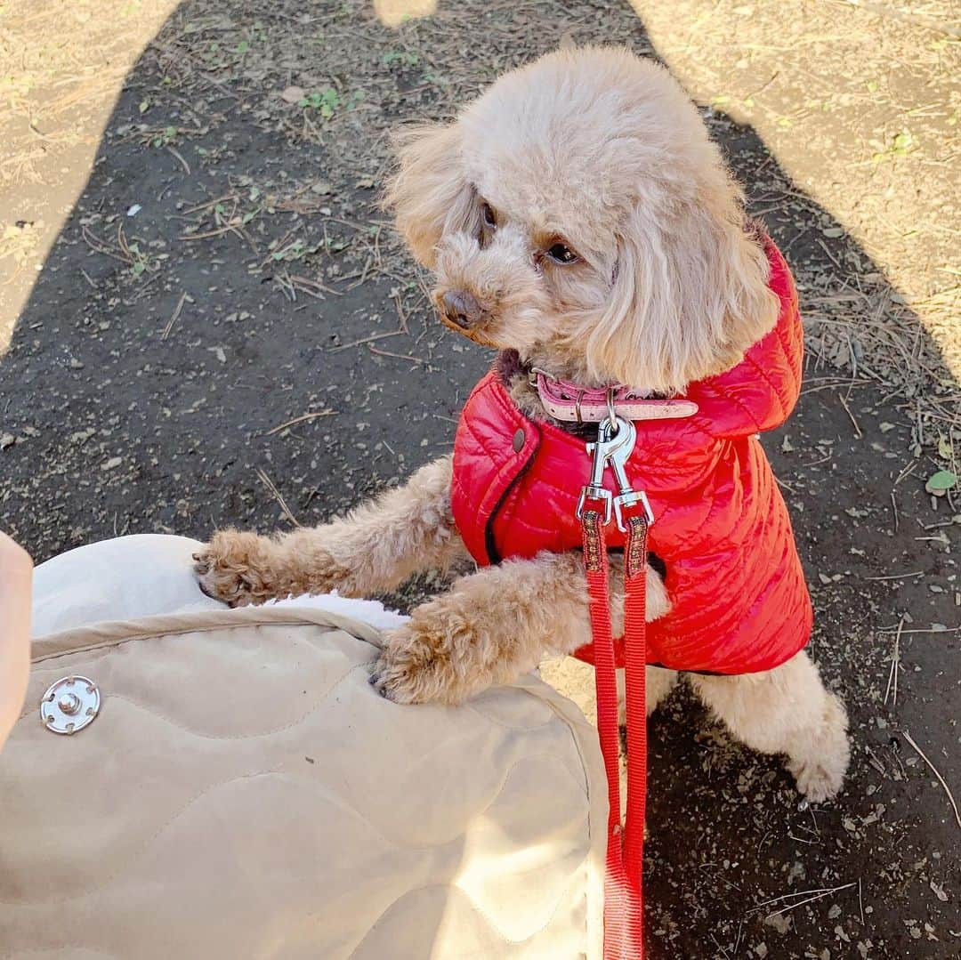 mina hinokuchiさんのインスタグラム写真 - (mina hinokuchiInstagram)「. この前ずっと気になっていたドックカフェへ☕️ 代々木公園でお散歩も出来て本当に癒された💯 チョコちゃん落ち葉にテンションあがっててとにかく可愛かった、、♡笑 . この日のコーデは、お気に入りの箔フレアキャミワンピ✨✨ . #whoswhochico #salonbychico #salonbychico_yokohama #dog #poodle」12月30日 17時29分 - miiinah