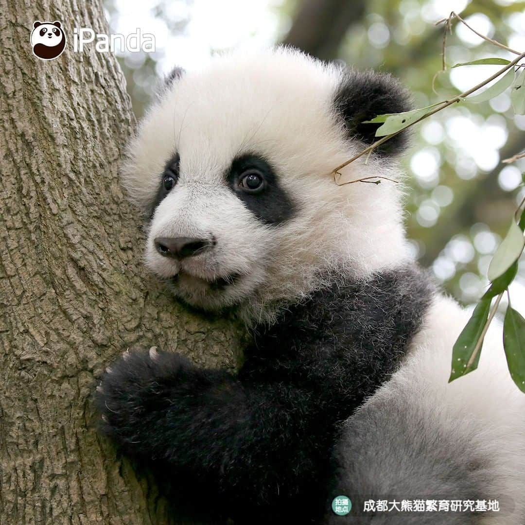 iPandaさんのインスタグラム写真 - (iPandaInstagram)「I know I am the cutest baby. Anyone denying it? I am ready to debate with him or her! (Cheng Feng) 🐼 🐾 🐼 #panda #ipanda #animal #pet #adorable #China #travel #pandababy #cute #photooftheday #Sichuan #cutepanda #animalphotography #cuteness #cutenessoverload #giantpanda」12月30日 17時30分 - ipandachannel