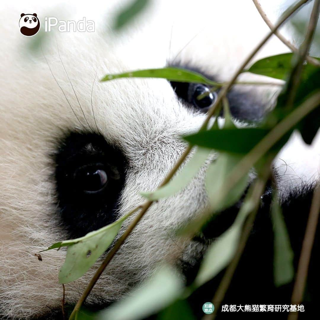 iPandaさんのインスタグラム写真 - (iPandaInstagram)「I know I am the cutest baby. Anyone denying it? I am ready to debate with him or her! (Cheng Feng) 🐼 🐾 🐼 #panda #ipanda #animal #pet #adorable #China #travel #pandababy #cute #photooftheday #Sichuan #cutepanda #animalphotography #cuteness #cutenessoverload #giantpanda」12月30日 17時30分 - ipandachannel