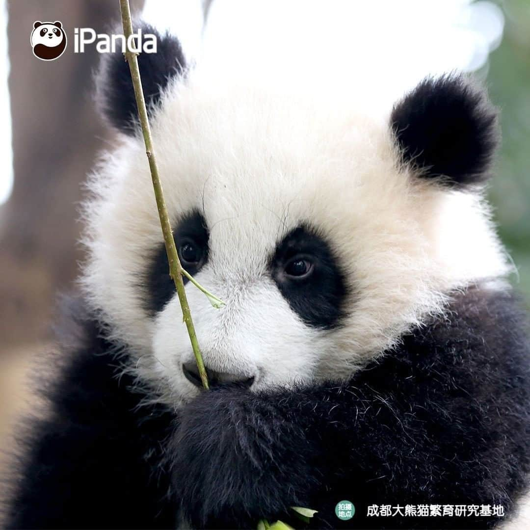 iPandaさんのインスタグラム写真 - (iPandaInstagram)「I know I am the cutest baby. Anyone denying it? I am ready to debate with him or her! (Cheng Feng) 🐼 🐾 🐼 #panda #ipanda #animal #pet #adorable #China #travel #pandababy #cute #photooftheday #Sichuan #cutepanda #animalphotography #cuteness #cutenessoverload #giantpanda」12月30日 17時30分 - ipandachannel