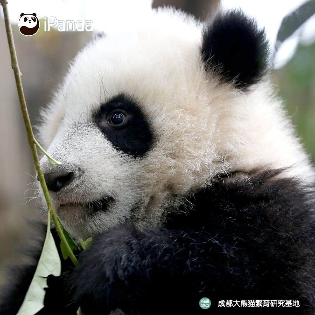 iPandaさんのインスタグラム写真 - (iPandaInstagram)「I know I am the cutest baby. Anyone denying it? I am ready to debate with him or her! (Cheng Feng) 🐼 🐾 🐼 #panda #ipanda #animal #pet #adorable #China #travel #pandababy #cute #photooftheday #Sichuan #cutepanda #animalphotography #cuteness #cutenessoverload #giantpanda」12月30日 17時30分 - ipandachannel