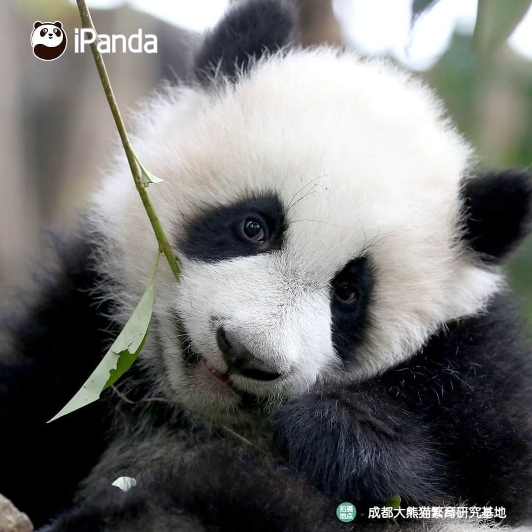 iPandaさんのインスタグラム写真 - (iPandaInstagram)「I know I am the cutest baby. Anyone denying it? I am ready to debate with him or her! (Cheng Feng) 🐼 🐾 🐼 #panda #ipanda #animal #pet #adorable #China #travel #pandababy #cute #photooftheday #Sichuan #cutepanda #animalphotography #cuteness #cutenessoverload #giantpanda」12月30日 17時30分 - ipandachannel
