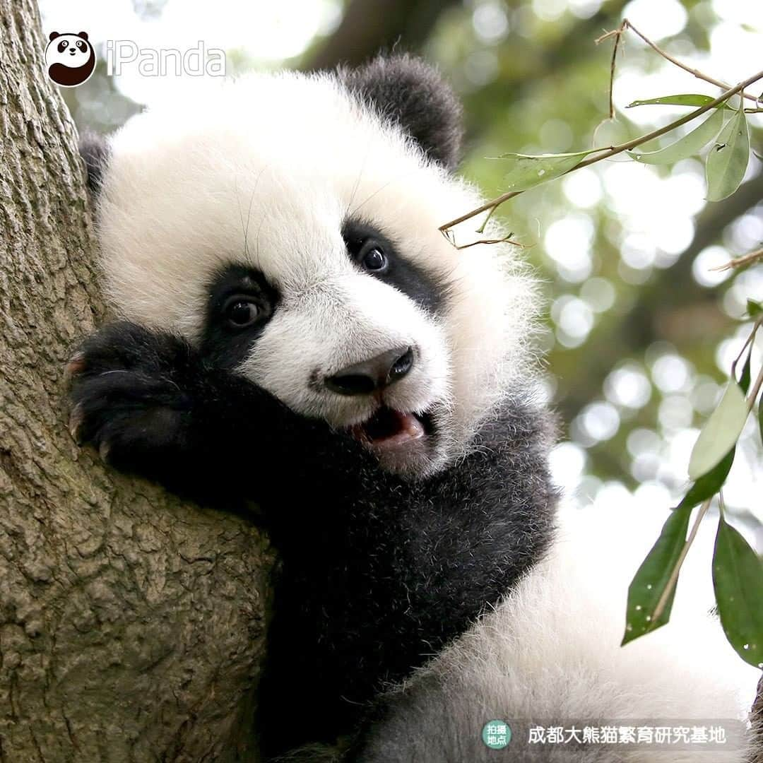 iPandaさんのインスタグラム写真 - (iPandaInstagram)「I know I am the cutest baby. Anyone denying it? I am ready to debate with him or her! (Cheng Feng) 🐼 🐾 🐼 #panda #ipanda #animal #pet #adorable #China #travel #pandababy #cute #photooftheday #Sichuan #cutepanda #animalphotography #cuteness #cutenessoverload #giantpanda」12月30日 17時30分 - ipandachannel